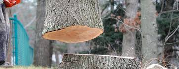 Best Fruit Tree Pruning  in Dunlap, TN