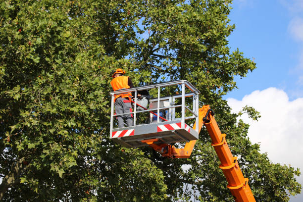 Trusted Dunlap, TN Tree Removal Experts