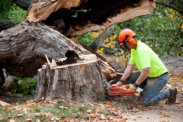 How Our Tree Care Process Works  in  Dunlap, TN