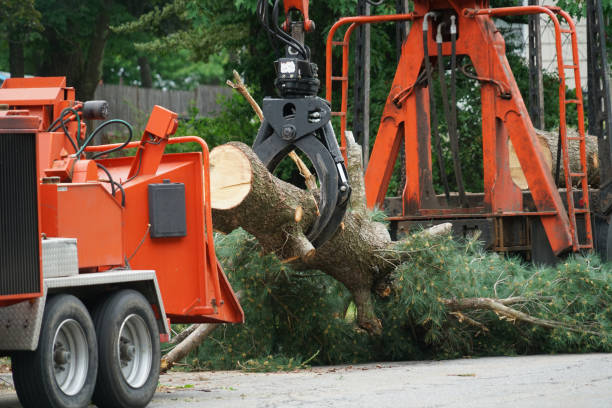 Best Lawn Mowing  in Dunlap, TN