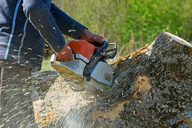 Lawn Renovation and Restoration in Dunlap, TN