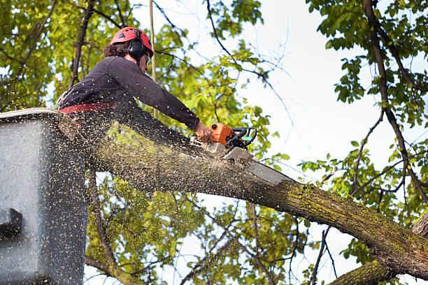 Best Hedge Trimming  in Dunlap, TN