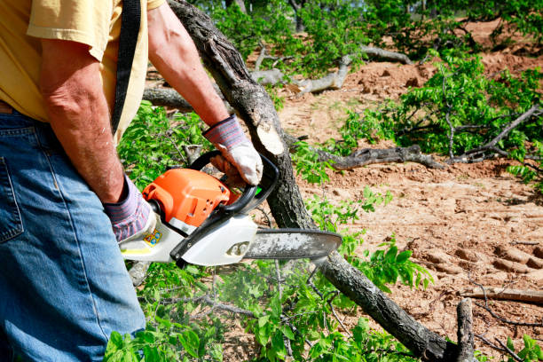 Best Lawn Disease Treatment  in Dunlap, TN